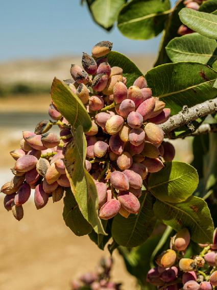 Plantación pistachos